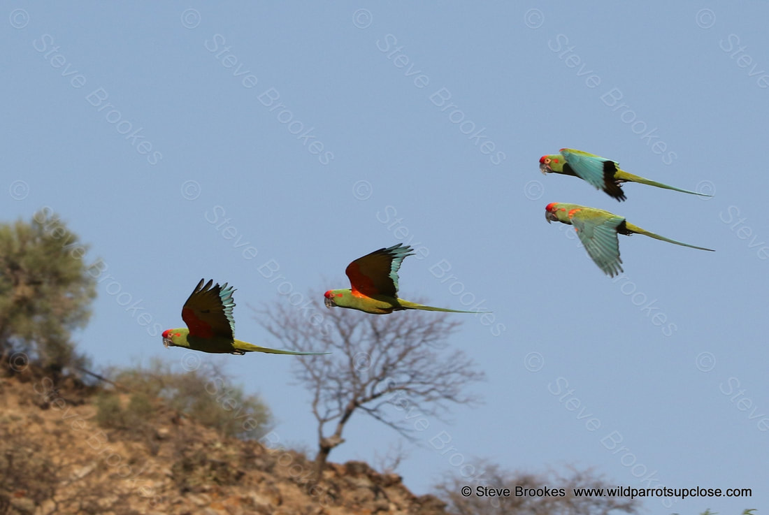 Red-fronted Macaws